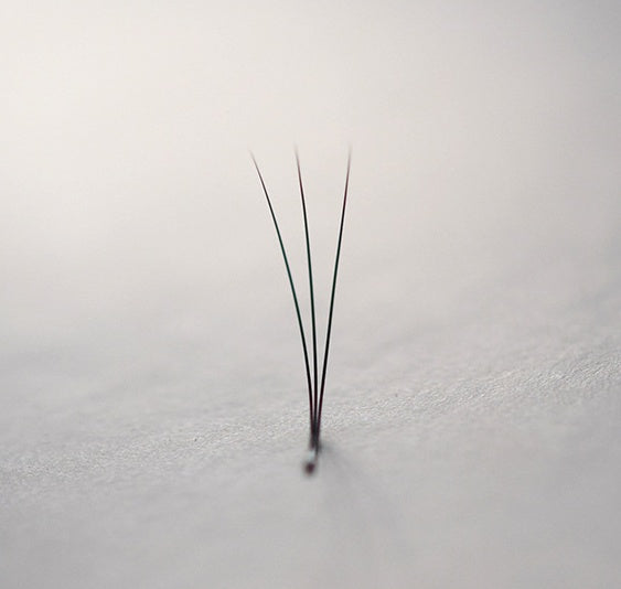 2D-6D Long Root Hairs Grafted Eyelashes 0.10 Single Hairs